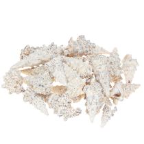 Product Decorative snail shells black and white, shell natural decoration 1kg