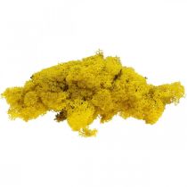 Deco moss yellow reindeer moss for handicrafts lemon yellow 500g