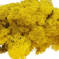 Deco moss yellow reindeer moss for handicrafts lemon yellow 500g