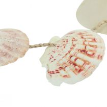 Product Decorative hanger maritime shell decoration natural Ø5–10cm 70cm