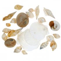 Product Decorative snail shells Sea snails nature Maritime decoration 350g