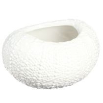 Product Decorative Bowl Ceramic Maritime Oval in White 19x15x8.5cm