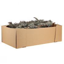 Product Natural Lichen Branches with Grey Moss 30-60cm 1kg