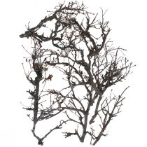 Deco branches bonsai wood deco branches 15-30cm 650g