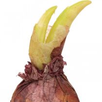 Deco onions with roots artificial vegetables 7.5/10cm 9pcs