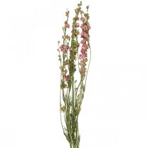 Dried flower delphinium, delphinium pink, dried flowers L64cm 25g