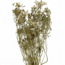 Product Dried flowers dill nature dry floristics 50cm 20p