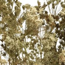 Product Dried flowers dill natural dried floristry 50cm 20 pcs