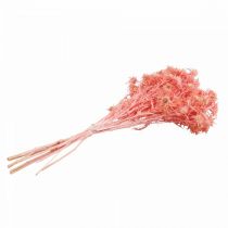 Product Thistle Decorative Branch, Antique Rose Dried Flowers, 100g - Ideal for DIY Decoration &amp; Wreaths