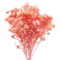 Product Dried thistle deco branch Dusty pink dried flowers 100g