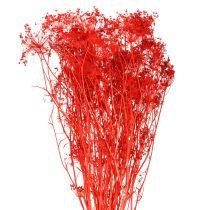 Product Umbellifera Dried Flowers Red 70cm 150g