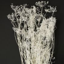 Product Umbellifera dried flowers white 70-80cm 150g
