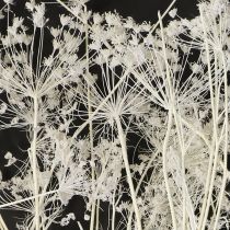 Product Umbellifera dried flowers white 70-80cm 150g