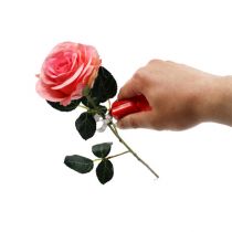 Rose thorns