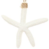 Product Real starfish decoration maritime pendant gray white 10-14cm 4pcs
