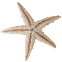 Product Real young starfish maritime table decoration 3-4cm 100 pcs