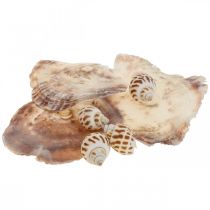 Real shells snail shells decoration, Capiz mother of pearl shell 400g