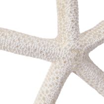 Product Real starfish natural decoration maritime Ø16–20cm 10 pcs