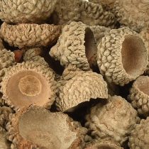 Product Acorn caps natural decorative acorns for crafting 1.5cm 200g