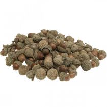 Acorns for decorating, autumn decorations, autumn fruits of course Ø1.5 - 2.5cm L1.5 - 3cm 300g