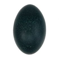 Product Emu egg nature 12cm - 14cm 1pc