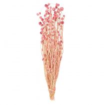 Product Strawberry Thistle Decoration Old Pink Dried Flowers Pink 50cm 100g