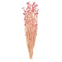 Product Strawberry thistle decoration old pink dried flowers pink 50cm 100g