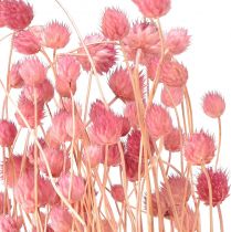 Product Strawberry thistle decoration old pink dried flowers pink 50cm 100g