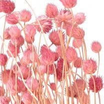 Product Strawberry Thistle Decoration Old Pink Dried Flowers Pink 50cm 100g