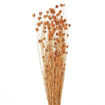 Product Strawberry Thistle Dried Flowers Thistle Decoration Terracotta 68cm 85g