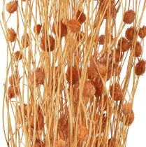 Product Strawberry Thistle Dried Flowers Thistle Decoration Terracotta 68cm 100g
