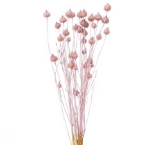 Product Strawberry Thistle Dried Thistle Decoration Light Pink 58cm 65g