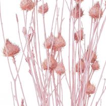 Product Strawberry thistle dry thistle thistle decoration light pink 58cm 65g