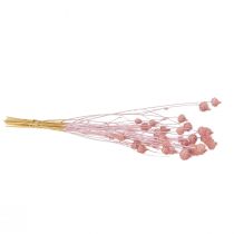 Product Strawberry Thistle Dried Thistle Decoration Light Pink 58cm 100g