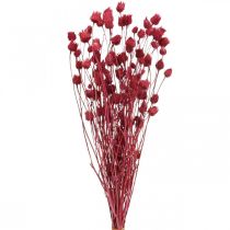 Product Dried Flowers Red Dry Thistle Strawberry Thistle Colored 100g