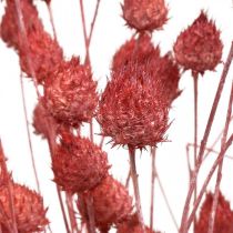 Product Dried flowers dry thistle strawberry thistle light pink 100g
