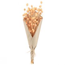 Product Strawberry thistles dry decoration thistles in salmon 55cm 100g