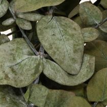 Product Preserved Eucalyptus Decorative Branches and Leaves, Round, Dried Green Decoration, 150g