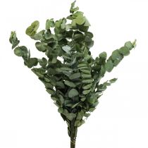 Eucalyptus Preserved Branches Leaves Round Green 150g