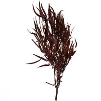 Product Eucalyptus Preserved Eucalyptus Branches Red, Brown 56cm 135g