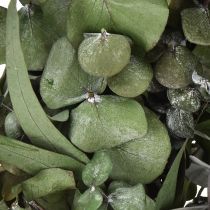 Product Eucalyptus wreath natural wreath eucalyptus preserved Ø35cm