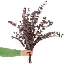 Product Eucalyptus branches, preserved eucalyptus, dried flowers, red, 75cm, 150g