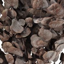 Eucalyptus Branches Eucalyptus Preserved Red L49cm 120g