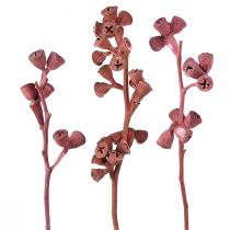 Product Eucalyptus Branches Red Frosted Natural Decoration Exotics 25 Pcs