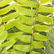 Product ProductName
Artificial Fern Spray Green 45cm for Home Decoration
ProductDescription
<h2>Artificial Fern Spray for Versatile Home Decoration</h2>
<p>This artificial fern spray is a vibrant, lifelike decoration that brings a natural touch to your h