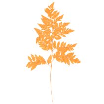 Product Dried Preserved Fern Branch Orange 42cm Set of 10 for Floristry and Autumn Decoration