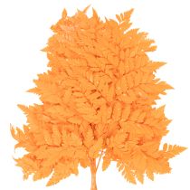 Product Dried Preserved Fern Branch Orange 42cm Set of 10 for Floristry and Autumn Decoration