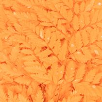 Product Dried Preserved Fern Branch Orange 42cm Set of 10 for Floristry and Autumn Decoration