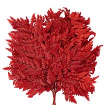 Product Preserved Red Fern Stems 42cm Pack of 10 for Autumn Decorations