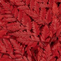 Product Preserved Red Fern Stems 42cm Pack of 10 for Autumn Decorations